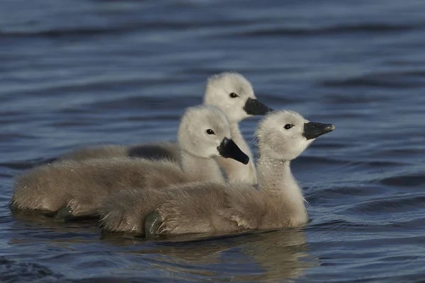 Swanling Muto Nel Suo Habitat Naturale — Foto Stock