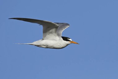 Doğal habitatları Danimarka'da küçük Sumru