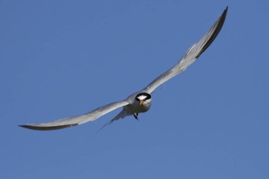 Doğal habitatları Danimarka'da küçük Sumru