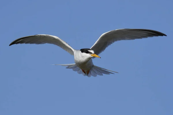 Little Tern Its Natural Habitat Denmark — Stock Photo, Image