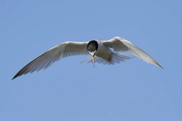 Rybák Malý Jeho Přirozeném Prostředí Dánsku — Stock fotografie