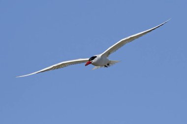 Hazar deniz kestanesi doğal habitatında, Danimarka 'da