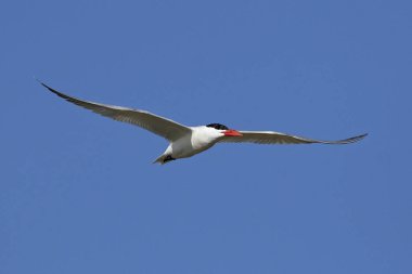 Hazar deniz kestanesi doğal habitatında, Danimarka 'da