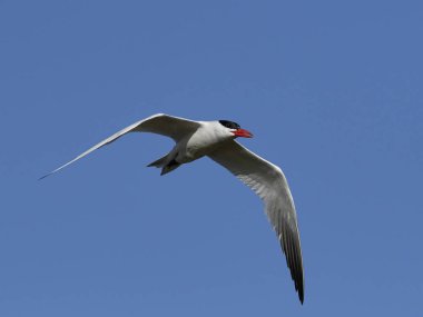 Hazar deniz kestanesi doğal habitatında, Danimarka 'da