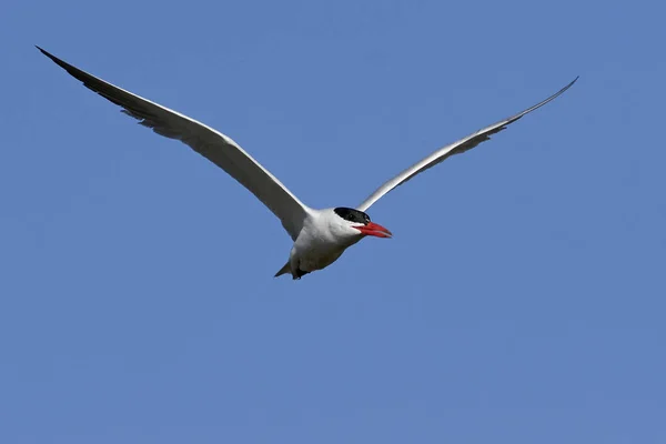 Caspian Tern Its Natural Habitat Denmark — Stock Photo, Image