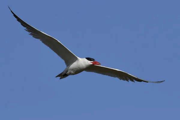 Tern Cáspio Seu Habitat Natural Dinamarca — Fotografia de Stock