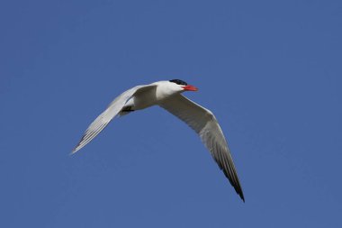 Hazar deniz kestanesi doğal habitatında, Danimarka 'da