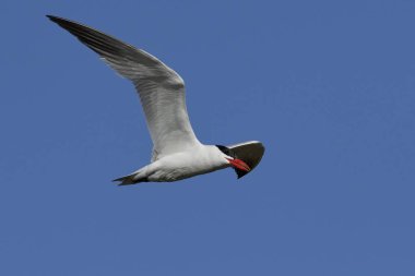 Hazar deniz kestanesi doğal habitatında, Danimarka 'da