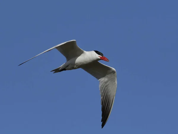 Tern Cáspio Seu Habitat Natural Dinamarca — Fotografia de Stock