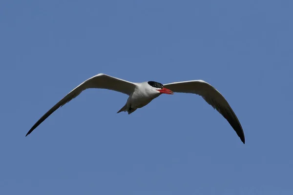 Kaspiska Tanden Sin Naturliga Livsmiljö Danmark — Stockfoto