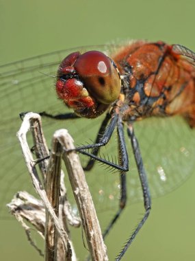 Makro fotoğraf SID'sinin görülen kırmızı Pasifik'ten oğlan