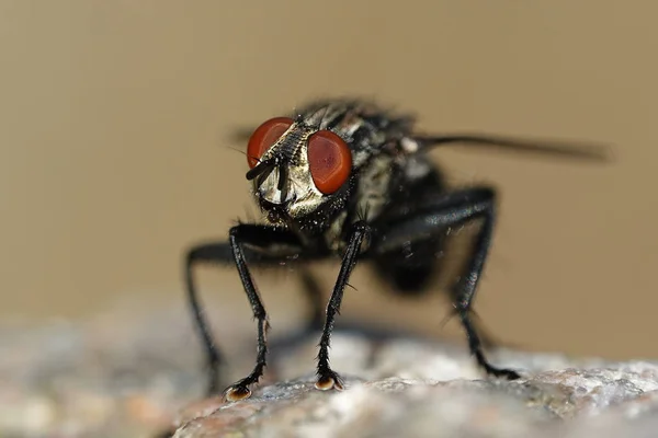 Fruchtfliege Ihrem Natürlichen Lebensraum — Stockfoto