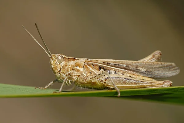 Closeup Image Grasshopper Sitting Leaf — Stock Photo, Image