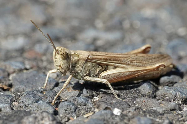 Close Beeld Van Een Sprinkhaan Zittend Grond — Stockfoto