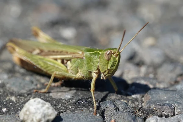 Close Beeld Van Een Sprinkhaan Zittend Grond — Stockfoto