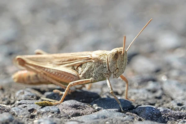 Close Beeld Van Een Sprinkhaan Zittend Grond — Stockfoto