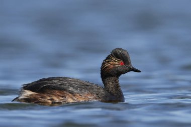 Danimarka 'daki doğal ortamında siyah boyunlu yunus balığı