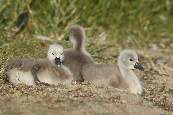 Swanling Mudo Hábitat Natural — Foto de Stock