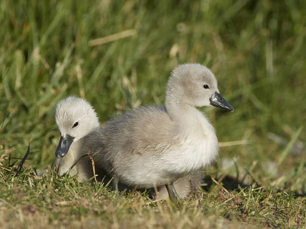 Swanling Muto Nel Suo Habitat Naturale — Foto Stock