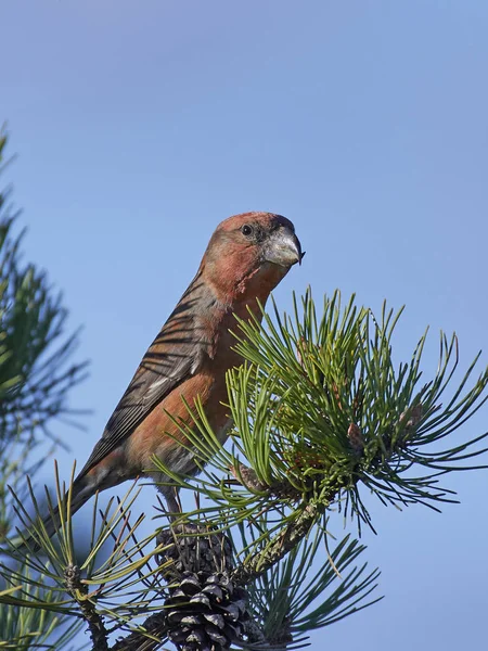 Parrot Crossbill Its Natural Habitat — Stock Photo, Image