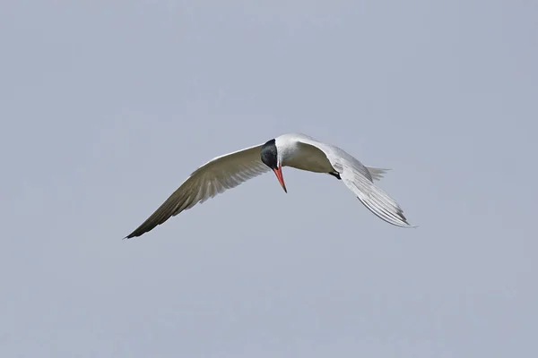 Caspian Tern Its Natural Habitat Denmark — Stock Photo, Image