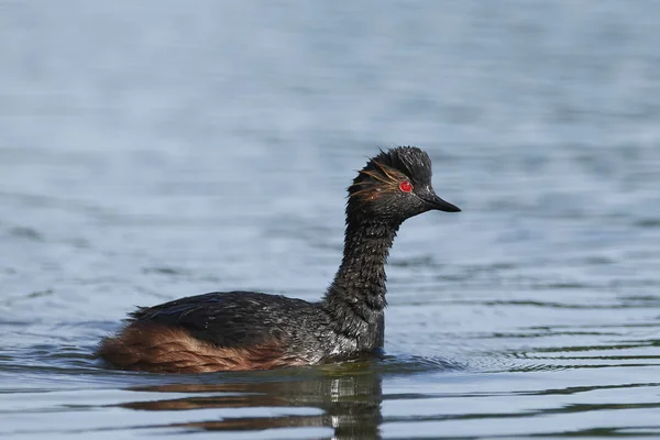 Grebe Cuello Negro Hábitat Natural Dinamarca — Foto de Stock