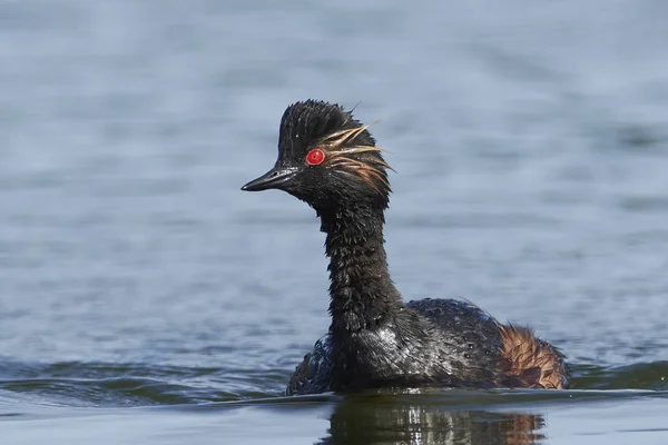 Zwarthalsfuut Zijn Natuurlijke Habitat Denemarken — Stockfoto