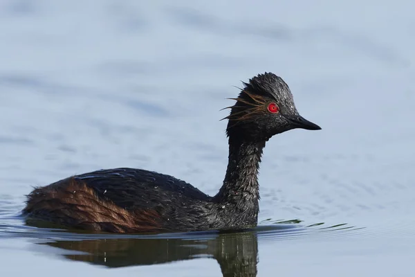 Grebe Cuello Negro Hábitat Natural Dinamarca — Foto de Stock