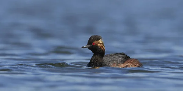 Grebe Černým Krkem Svém Přirozeném Prostředí Dánsku — Stock fotografie