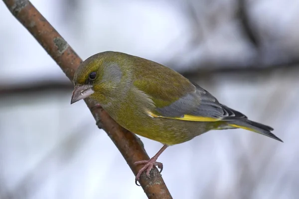 Groenling Zijn Natuurlijke Habitat — Stockfoto