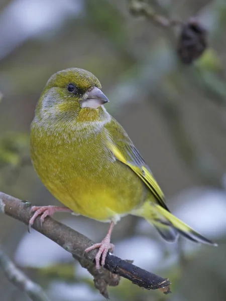 Europeiska Grönfinken Sitt Naturliga Habitat — Stockfoto