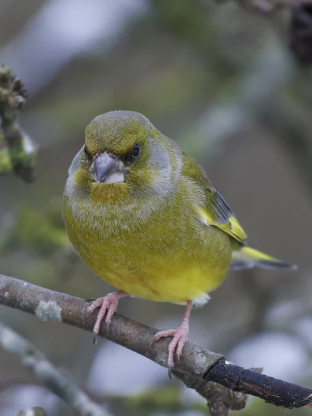 Pinzón Verde Europeo Hábitat Natural — Foto de Stock