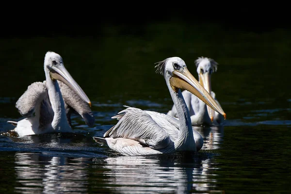 Pelikane Schwimmen Ihrem Natürlichen Lebensraum — Stockfoto