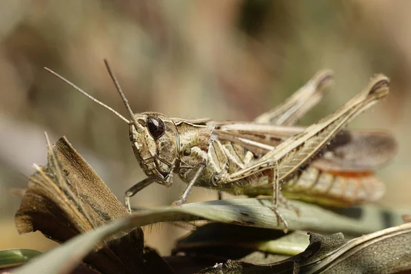 식물에는 메뚜기의 이미지 — 스톡 사진