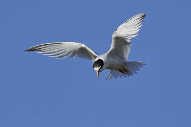 Doğal habitatları Danimarka'da küçük Sumru