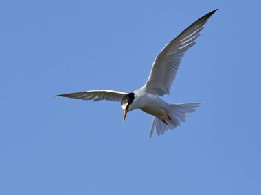 Doğal habitatları Danimarka'da küçük Sumru