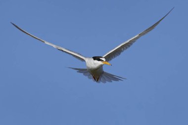 Doğal habitatları Danimarka'da küçük Sumru