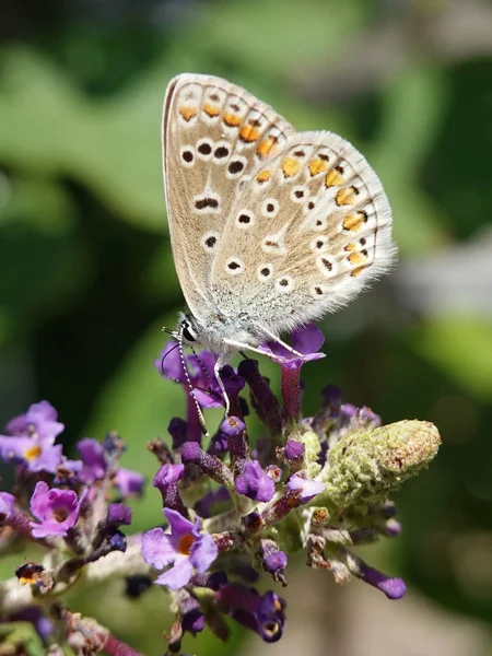 棕色守卫蝴蝶在它的自然栖息地在丹麦 — 图库照片
