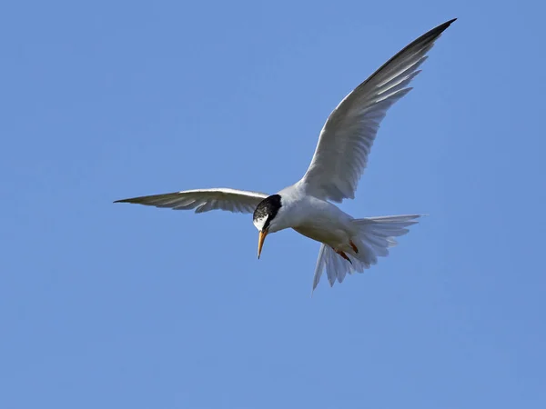 Pequena Tern Seu Habitat Natural Dinamarca — Fotografia de Stock