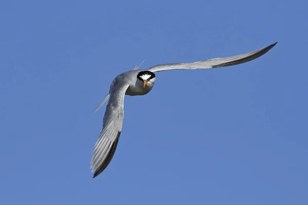 Pequena Tern Seu Habitat Natural Dinamarca — Fotografia de Stock