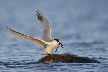 Sandviç kabuğu Danimarka 'daki doğal ortamında.