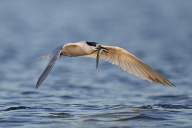 Sandviç kabuğu Danimarka 'daki doğal ortamında.