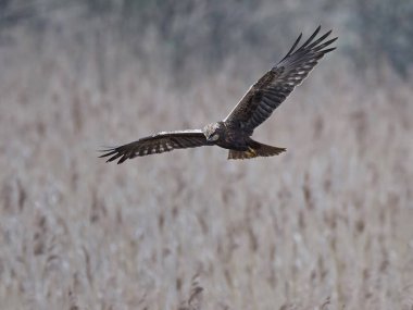 Binturongun doğal yaşam ortamı içinde Batı marsh harrier