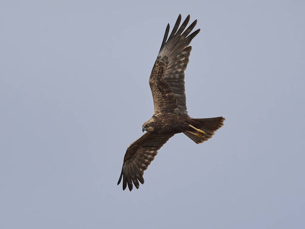 Western marsh harrier in its natural habitat