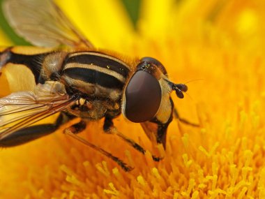 Büyük kaplan hoverfly Danimarka tabiatında bir bitki bakimi