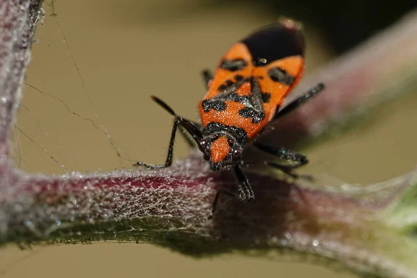 Kanel Bugg Sitt Naturliga Habitat Danmark — Stockfoto