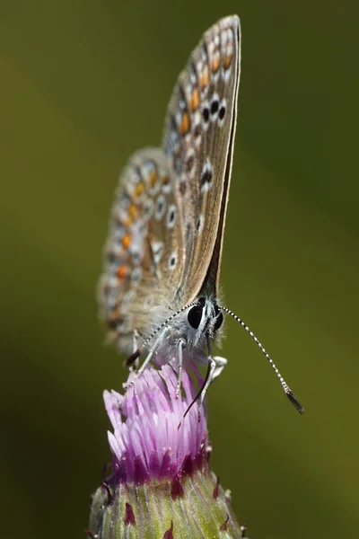 Bleu Nordique Mangeant Une Fleur Dans Son Habitat — Photo