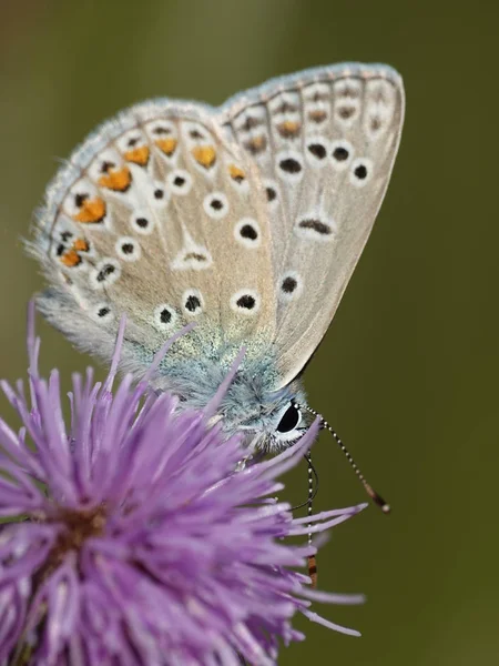 Bleu Nordique Mangeant Une Fleur Dans Son Habitat — Photo