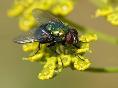 Calliphoridae fly seen from the side in sunlight clipart