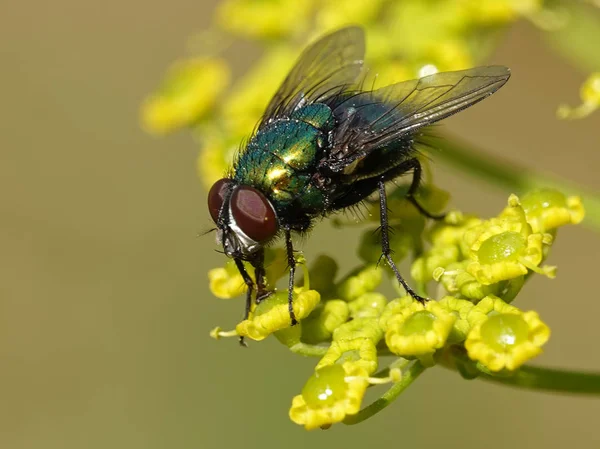 Oldalról Nézve Napfény Calliphoridae Fly — Stock Fotó